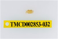 藏品(太魯閣澤蟹)的圖片